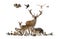 Large group of various european animals, red deer, red fox, bird, rodent