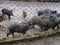 Large group of wild boars in the mud behind the grid in the zoo