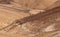 Large group of wild camels on their way in the remote region of the Judaean desert, Israel.