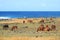 Large Group of wild horses grazing at the shore of Pacific ocean on Easter island, Chile, South America