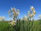 Large Group of Wild narcissus flowers in sunny day