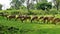 Large group of Wild Spotted deers or axis deers herd grazing in the Bandipur mudumalai Ooty Road