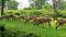 Large group of Wild Spotted deers or axis deers herd grazing in the Bandipur mudumalai Ooty Road