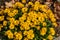 Large group of yellow flowers of lance-leaved coreopsis