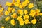 Large group of yellow flowers of lance-leaved coreopsis Coreopsis lanceolata