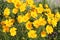 Large group of yellow flowers of lance-leaved coreopsis Coreopsis lanceolata