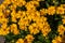Large group of yellow flowers of lance-leaved coreopsis Coreopsis lanceolata on flowerbed.
