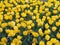 A large group of yellow tulip flowers