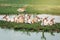 Large group of young fallow deer resting on island in pond water on summer time. Herd animals dama dama swim chill by river lake