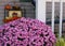 A large grouping of blooming, small pink Chrysanthemums with yellow centers on a front porch in the fall in Wisconsin