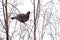 A large grouse bird sits on thin bare branches of a birch