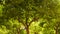 Large grove of sunlit orange trees with twisted trunks and branches