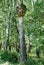 Large growth on the trunk of white birch