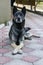 Large guard dog on paving yard. Dog crossed paws