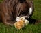 Large guard dog protects free-range small chicks