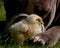 Large guard dog protects free-range small chicks
