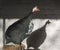 Large guinea fowl Numida meleagris sits on a wooden stump against the background of a white wall