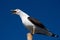 Large gull close up