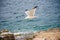 A large gull hovers above the Adriatic Sea