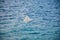 A large gull hovers above the Adriatic Sea