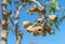 Large gum nuts close up