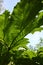 Large Gunnera leaves.