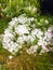 Large hailstones in garden among damaged flower and leaves