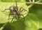 Large hairy wolf spider