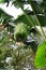 A large hanging cluster of banana fruits