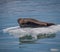 Large harbor seal rests on a chunk of floating iceï¼Ž