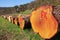 Large hardwood tree trunks waiting for an auction