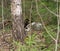 A large hare lies near a birch in a coniferous spring forest.