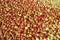 Large Harvest of Apples Laid out on the ground