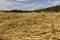 a large harvest of golden wheat on the field in summer