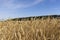 a large harvest of golden wheat in the field in summer