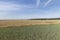 a large harvest of golden wheat in the field in summer