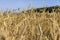 a large harvest of golden wheat in the field in summer