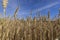 a large harvest of golden wheat in the field in summer