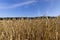 a large harvest of golden wheat in the field in summer