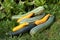 The large harvest of vegetable marrows