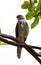 Large hawk-cuckoo