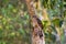 Large Hawk Cuckoo, eagle hawk bird perching on tree