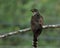 Large hawk-cuckoo (Hierococcyx sparverioides) the eagle hawk wit