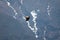 Large hawk flying high above Himalaya montains