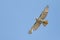 Large hawk flying through the springtime clear blue sky