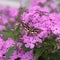 Large hawk moth hovering above purple flowers