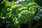 Large head of broccoli ready for harvest in the garden