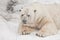 Large head and feet. Powerful polar bear lies in the snow, close-up