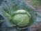 A large head of green cabbage. Cabbage in the garden.