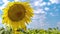 Large head of a sunflower against a blue sky.